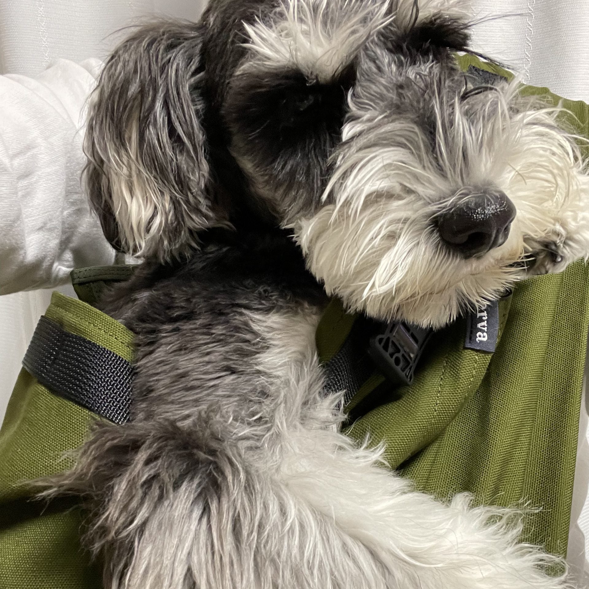 わんちゃんの為に試行錯誤されて作られた