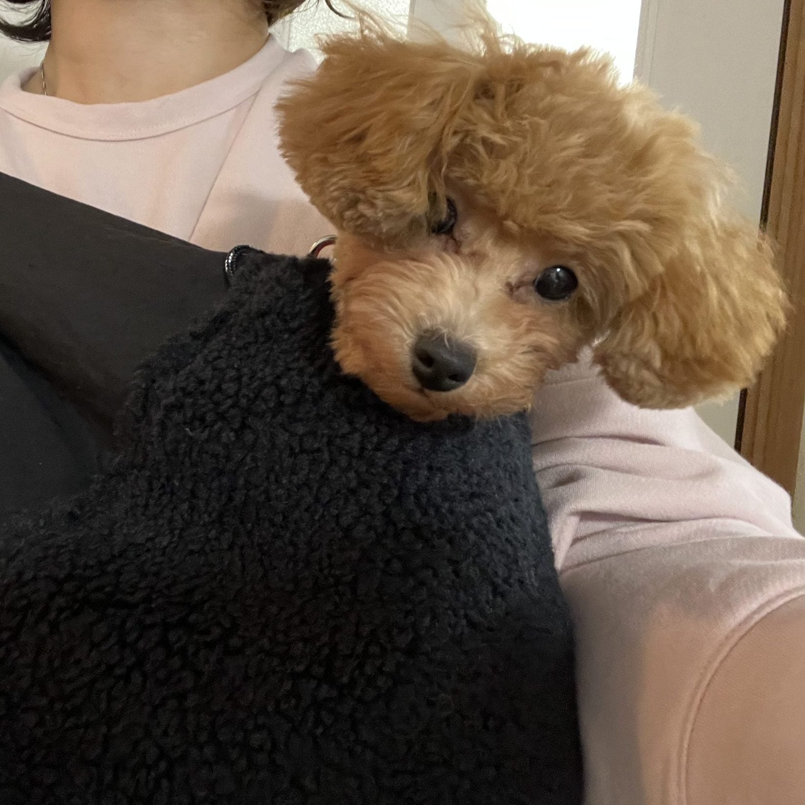 しっぽを振りながら寄ってきます