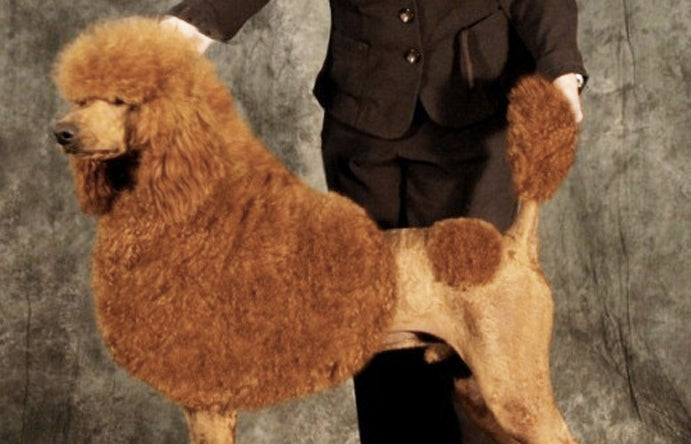 あの「プードルカット」にはこんなびっくりする意味と由来がありました。