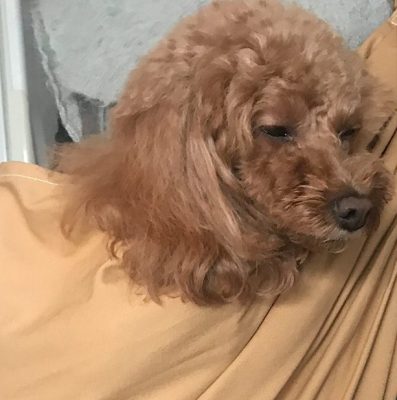 生地もしっかりしているのに固くなく、とても肩になじんで楽