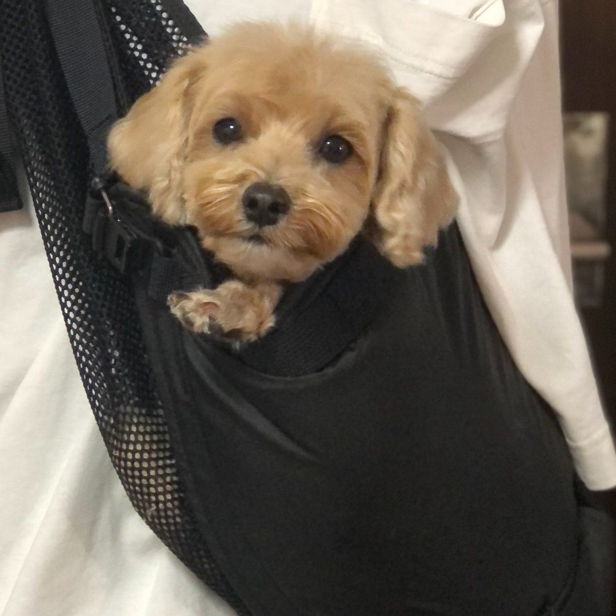 1年中この多機能スリングでも良いかも