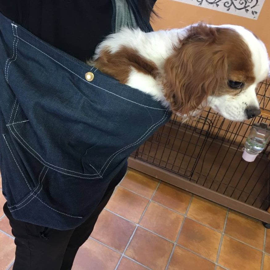 胴長のキャバリア