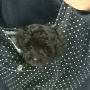 落ち着いてお散歩出来ました!