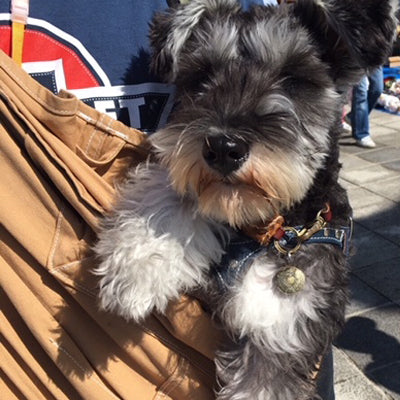 犬の重さを感じない