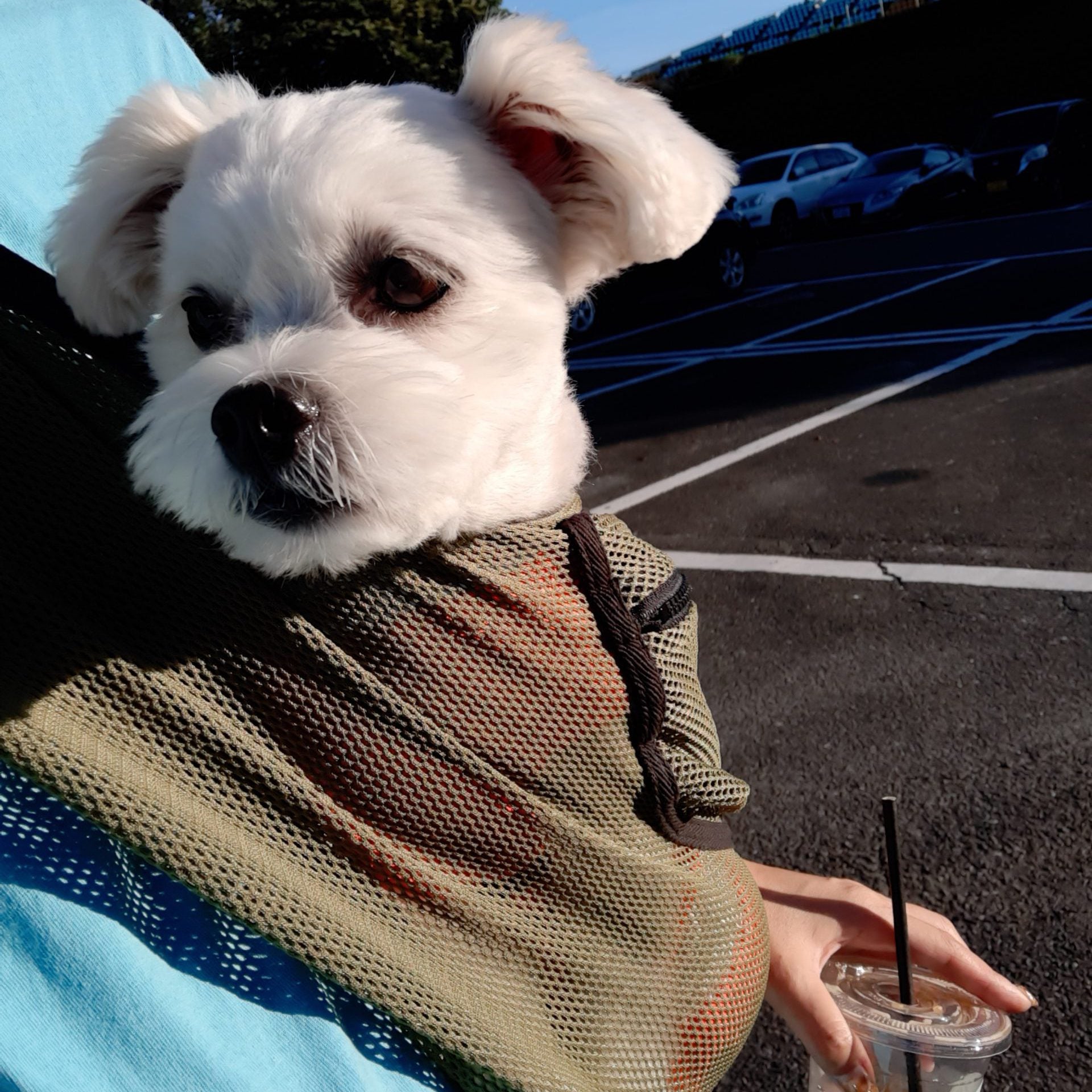 スリングを出すと、入りたがって飛んできます