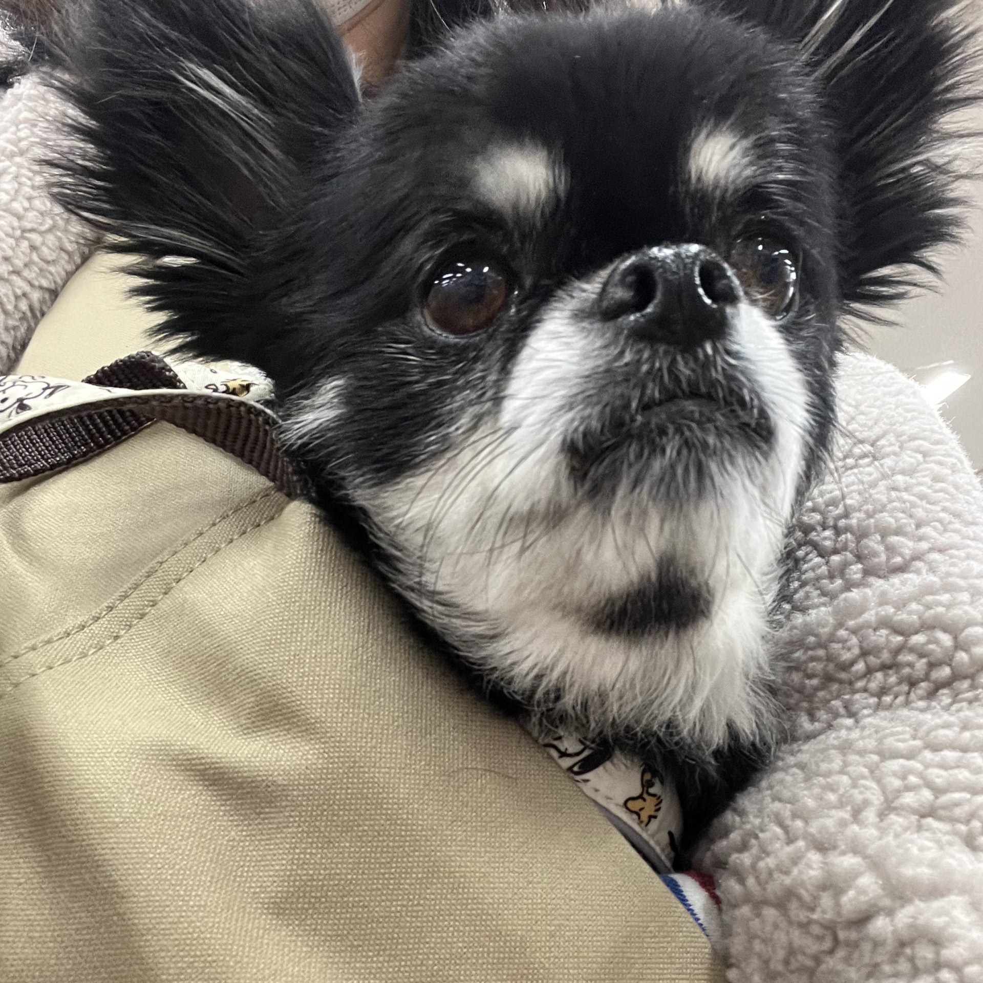 9歳にしてスリングデビュー