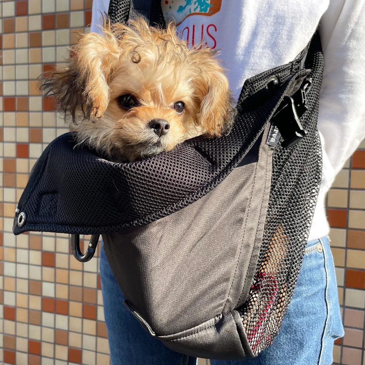 飼い主もワンコも涼しく快適