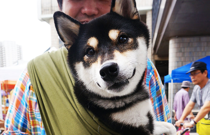 今日は柴犬祭り!?10kg以上の愛犬&パートナーさんにドッグスリングを試して頂きました