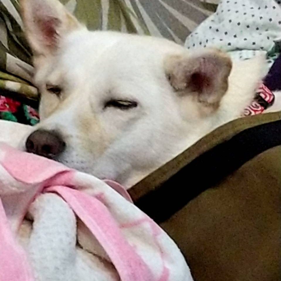 家族である愛犬の安全を託せると思いました