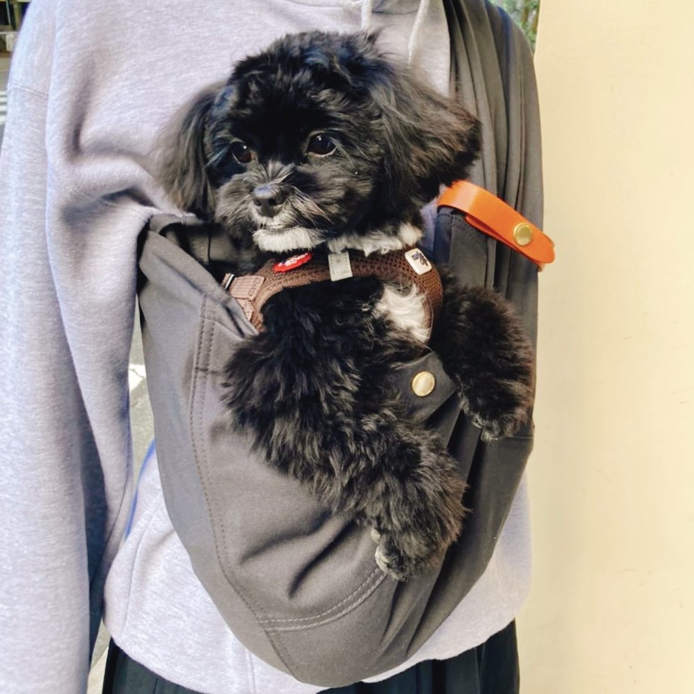 飼い主との距離が近くフィットして良かった