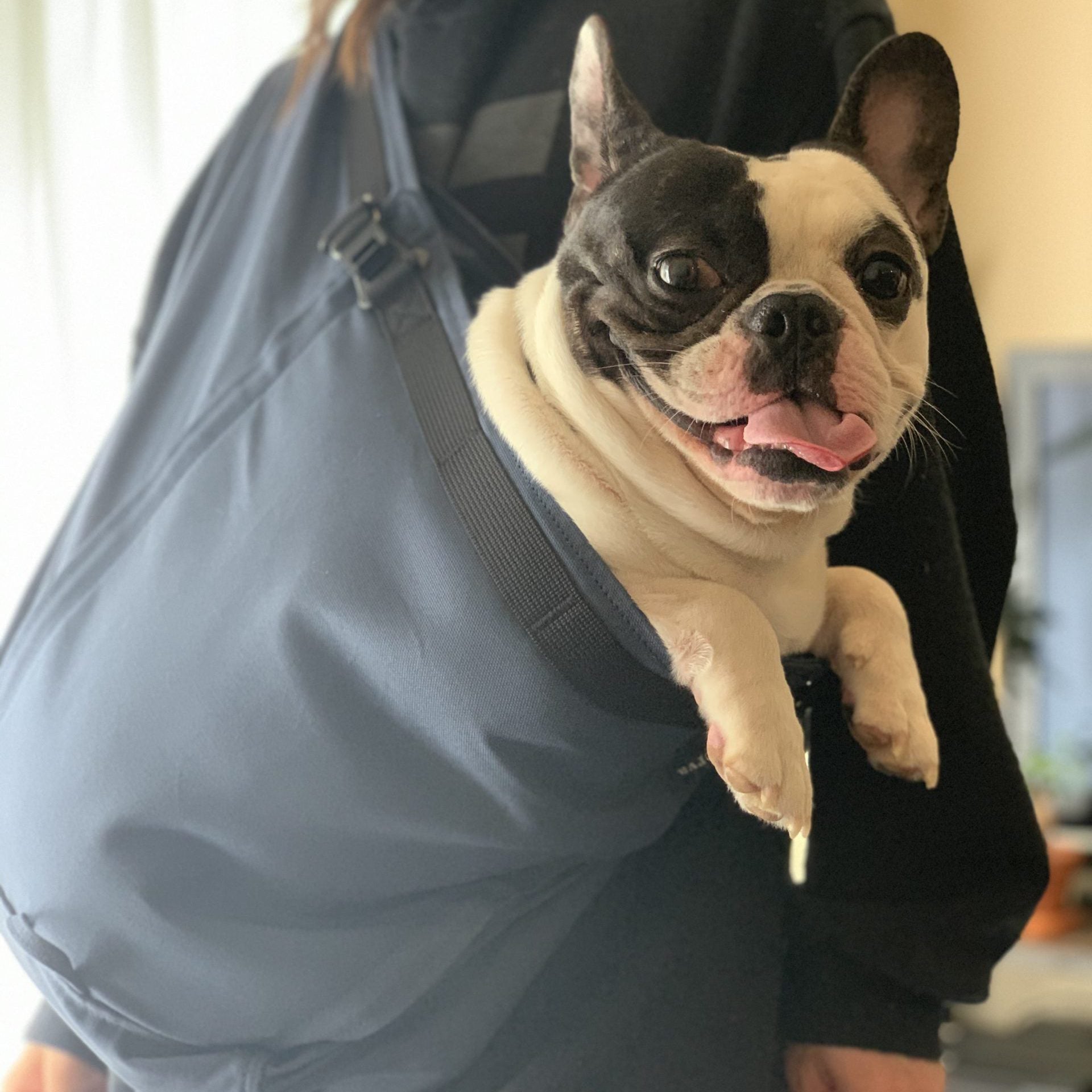 ワンちゃんを連れて行ける場所が増えました