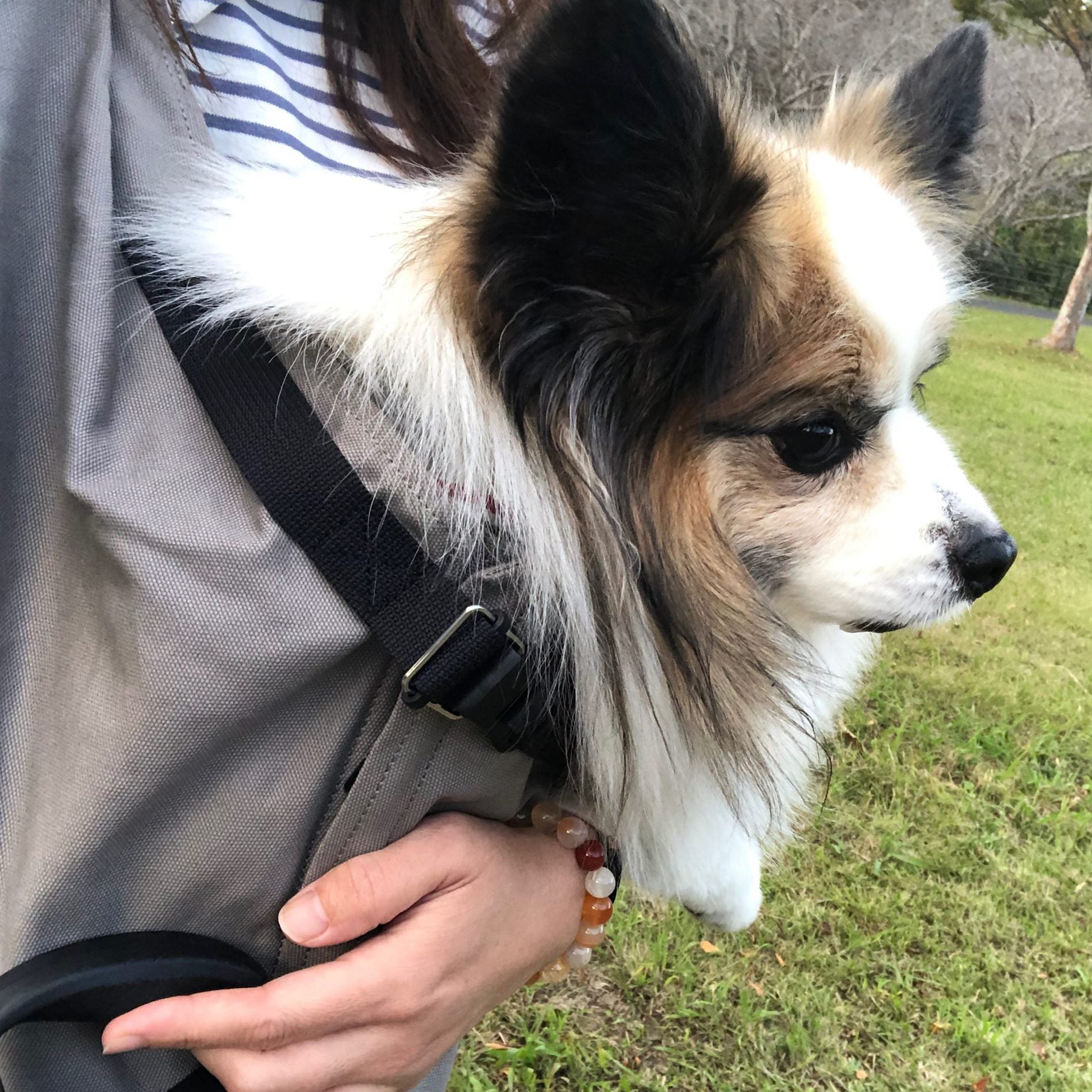 散歩の途中から抱っこするのも楽々
