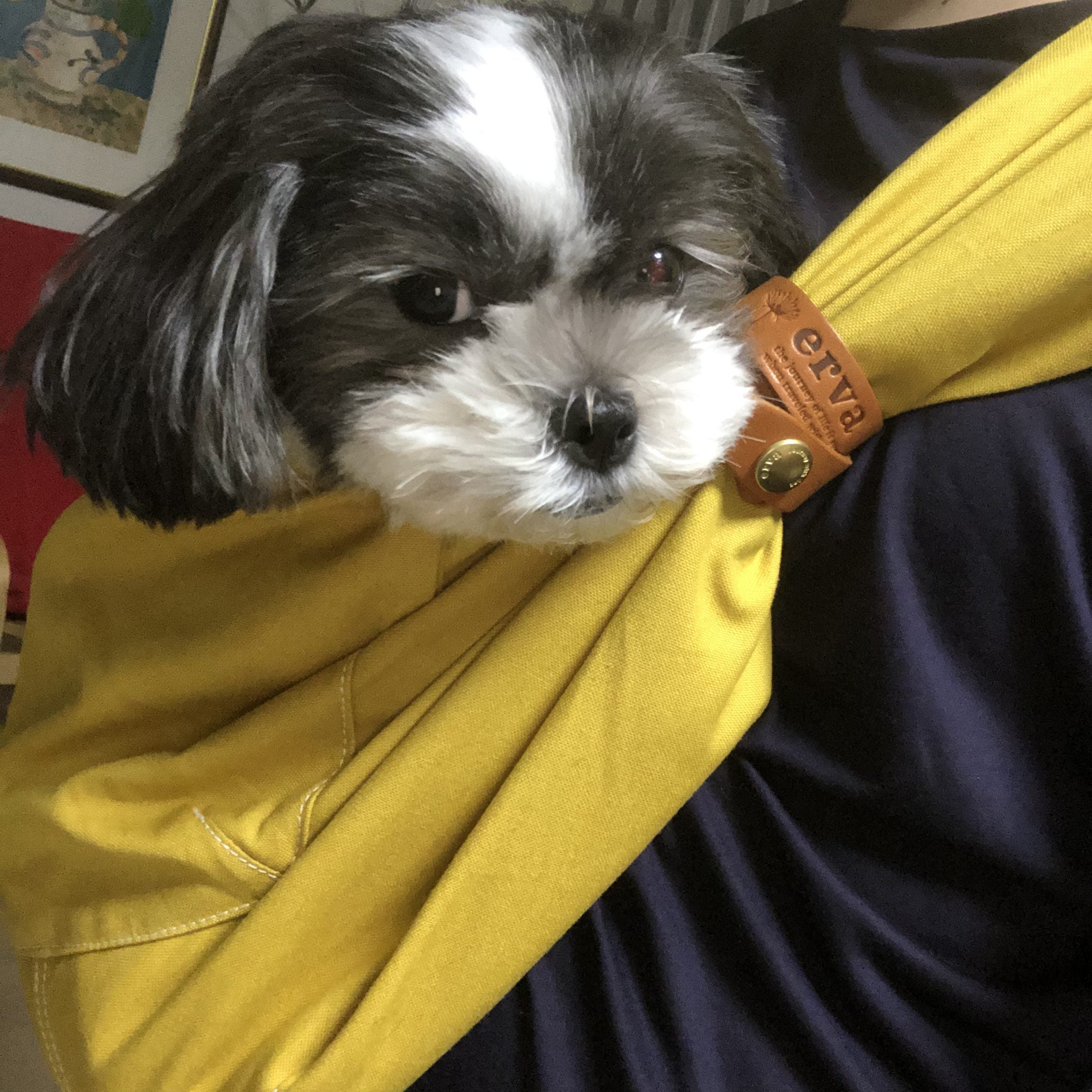 愛犬も喜んでくれてます