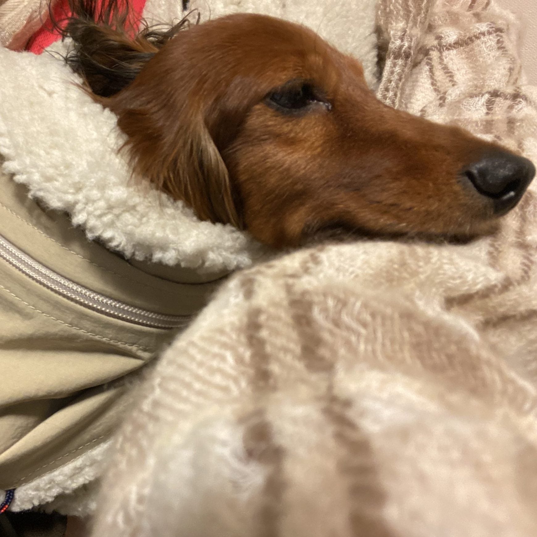寒がりな愛犬のお気に入り