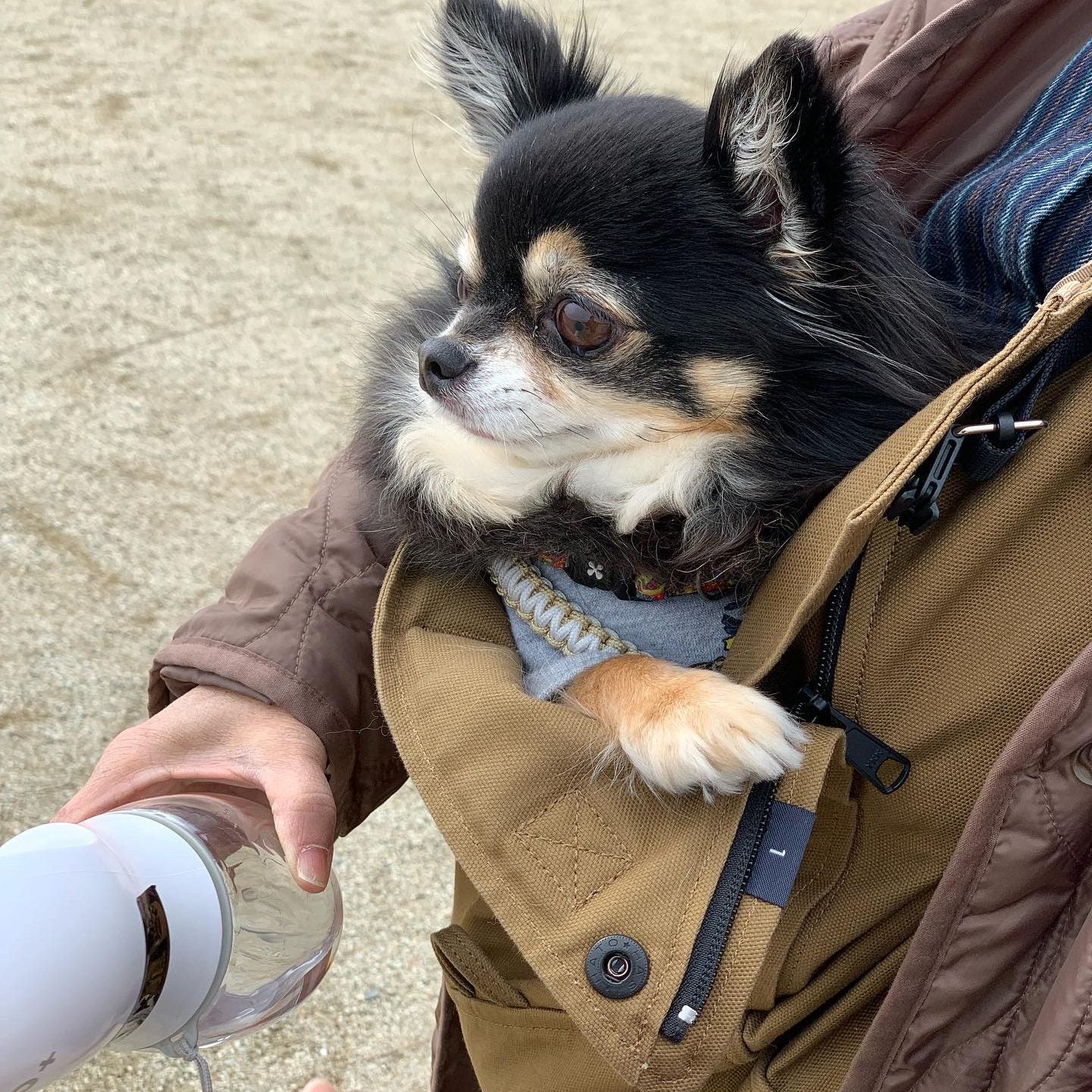 うちの子は被毛も多くてガッチリタイプ