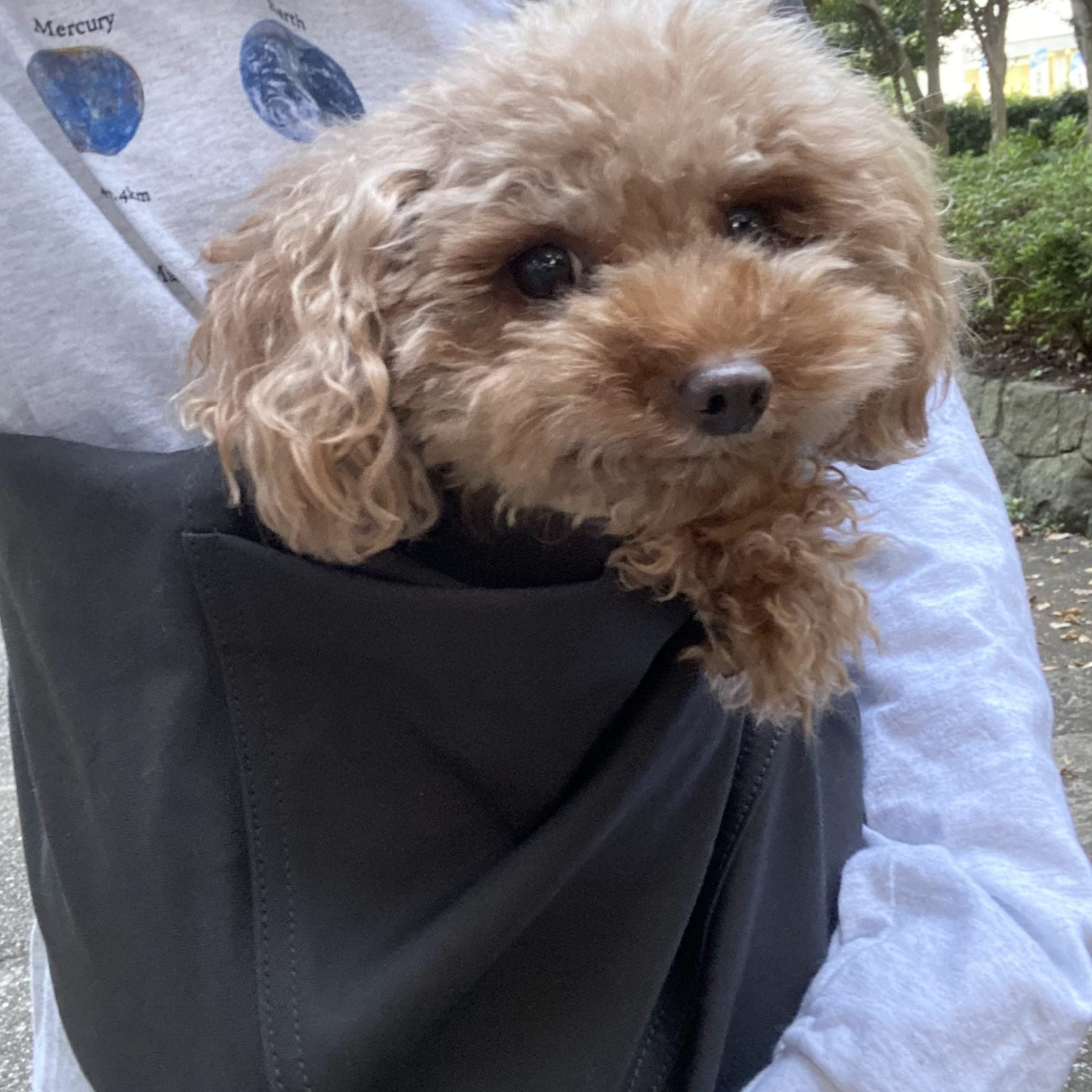 愛犬とのお散歩がさらに楽しくなりました。