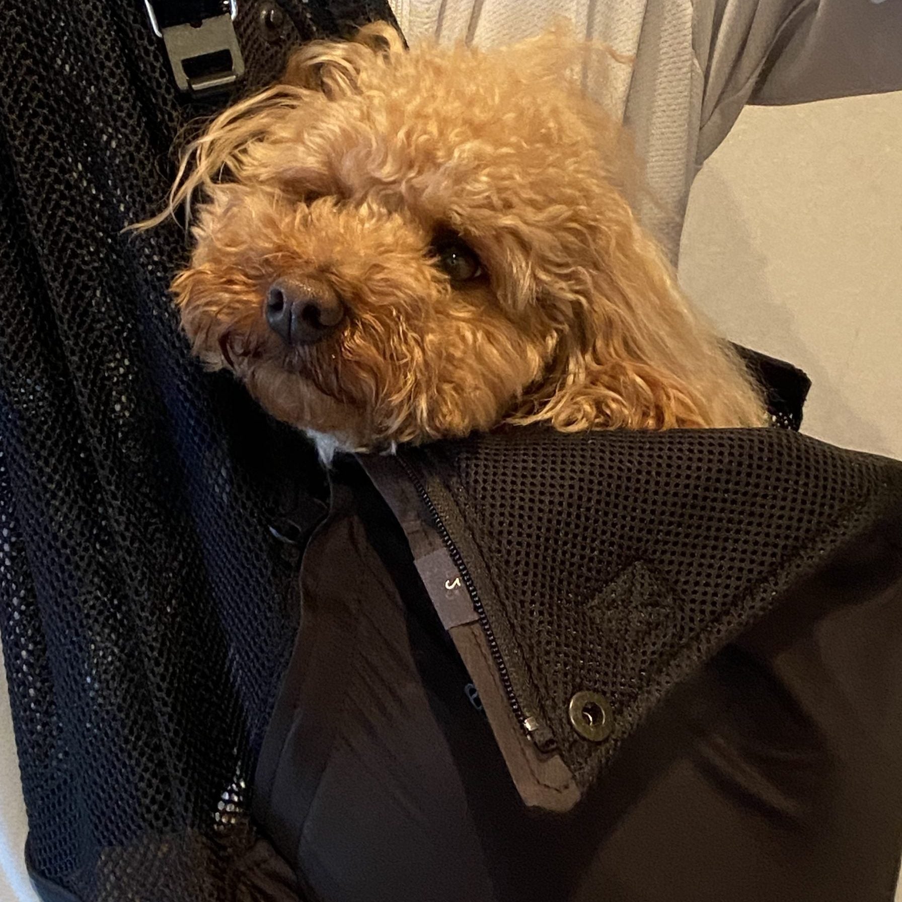 ファスナー付きも思っていた以上に出入りしやすく