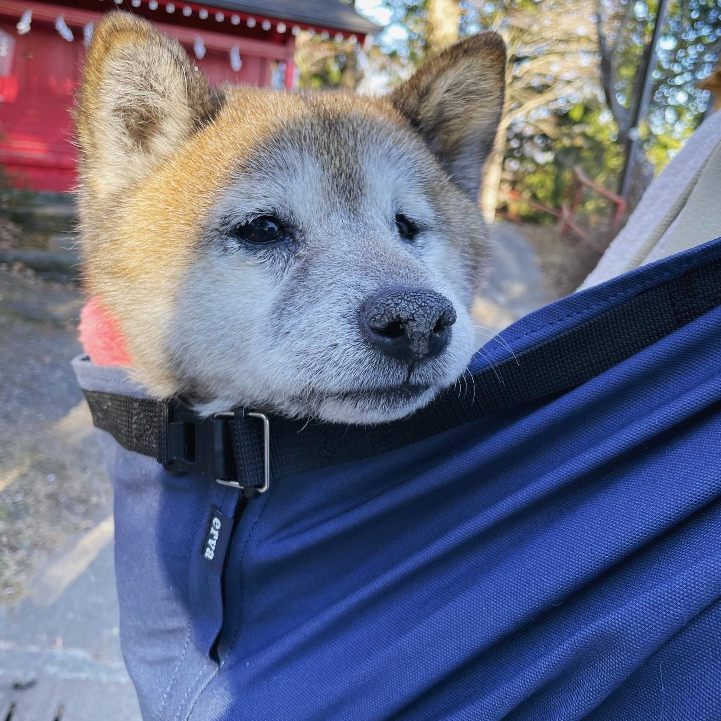 中型犬用のスリングが欲しかった