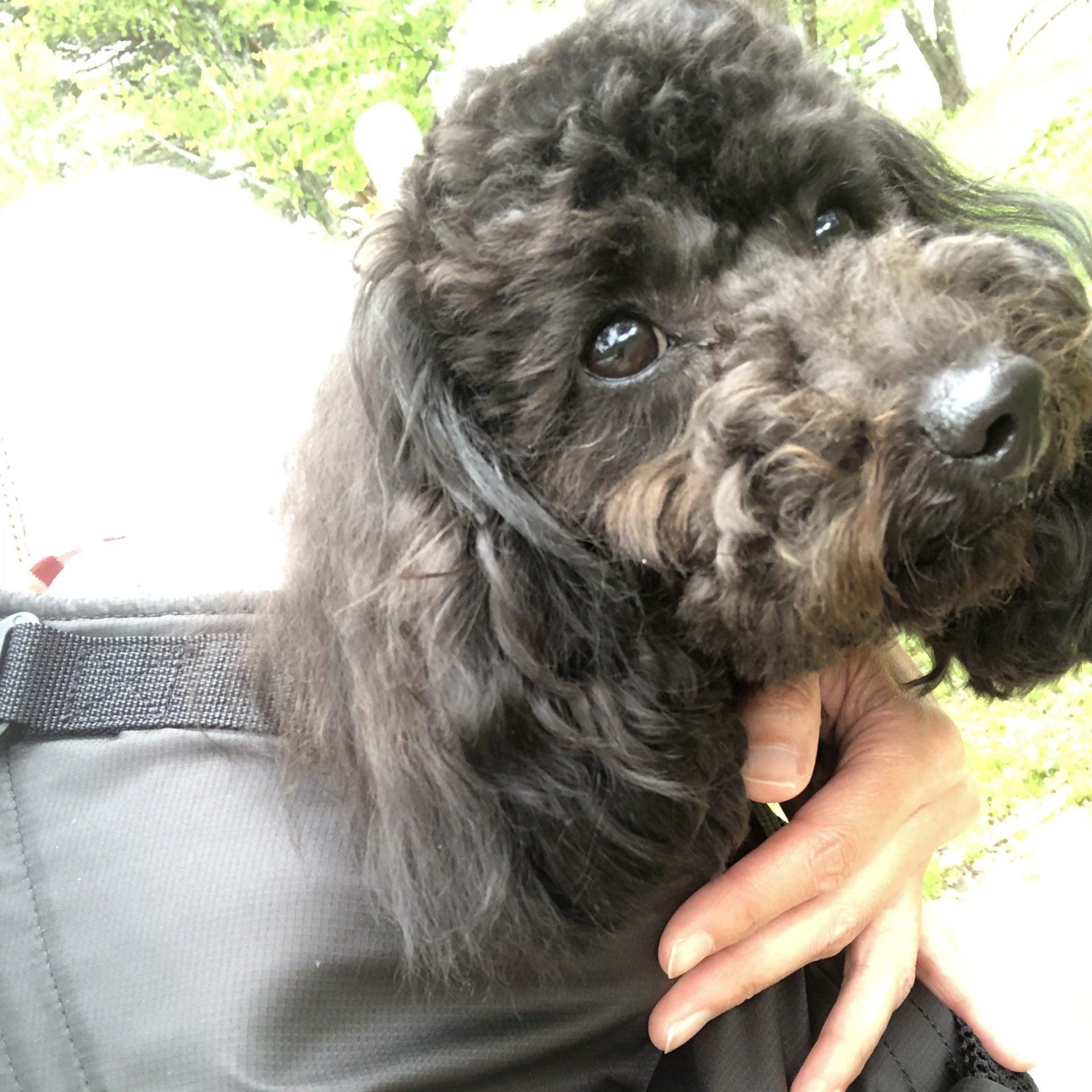 保護犬活動に共感
