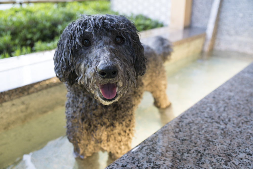 わんこ連れvol.9 ご飯もお風呂も寝室もずっと一緒!温泉&わんこ足湯に感激 〜わんこあん 岡山県下湯原