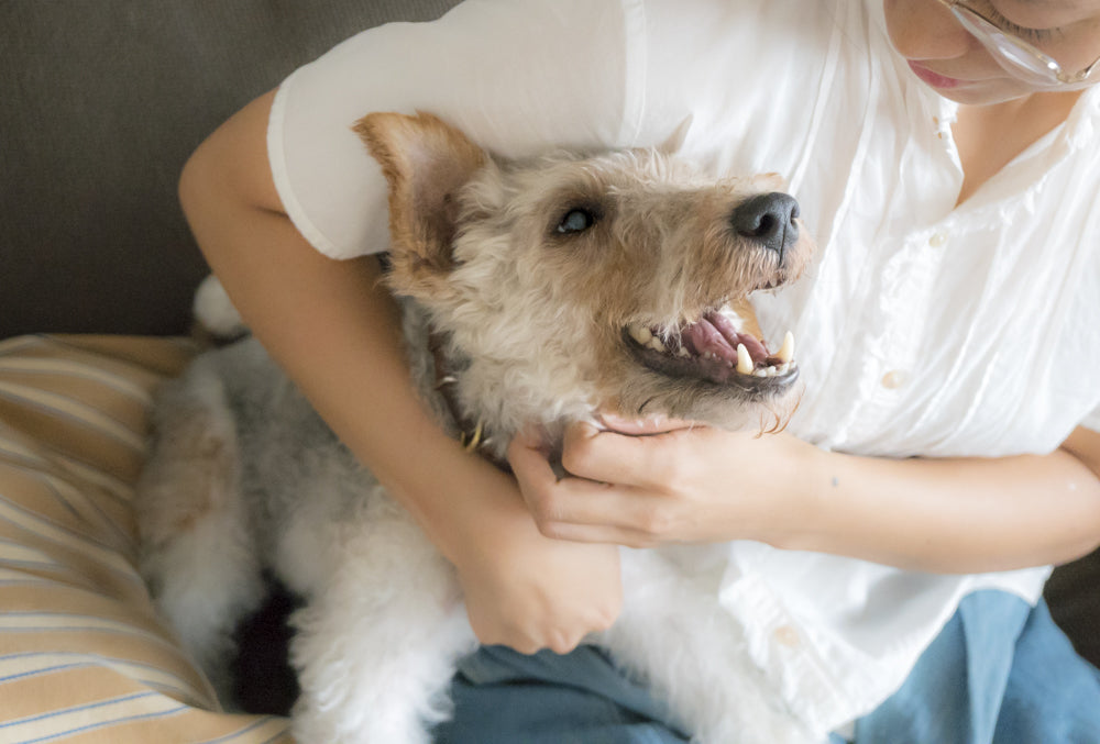 Vol.2 正式譲渡決まりました!放浪犬だったくーちゃんは無事幸せになりました