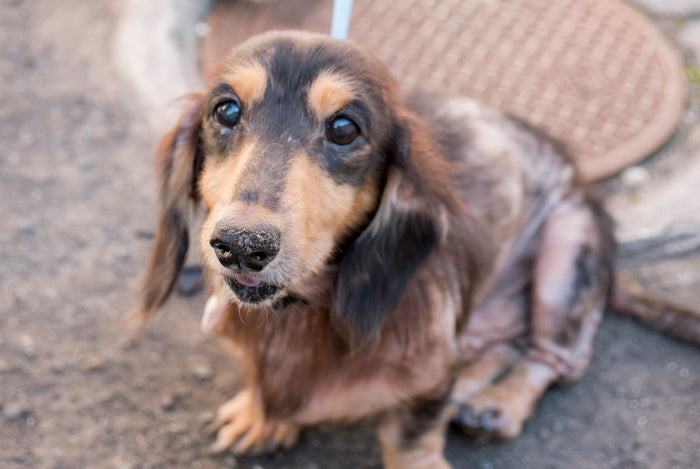 個人宅の多頭飼育崩壊はなぜ起こるのか?レスキュー現場で感じたこと
