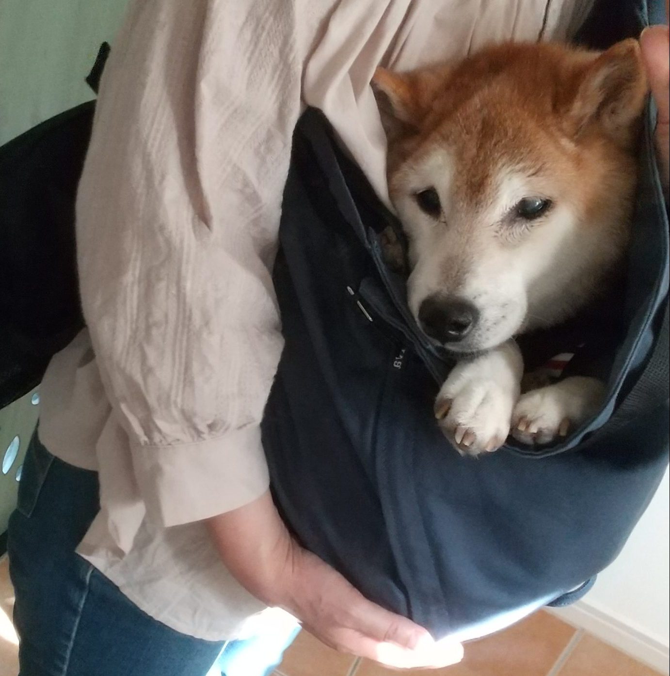 入れた途端にスヤスヤと眠り始めた