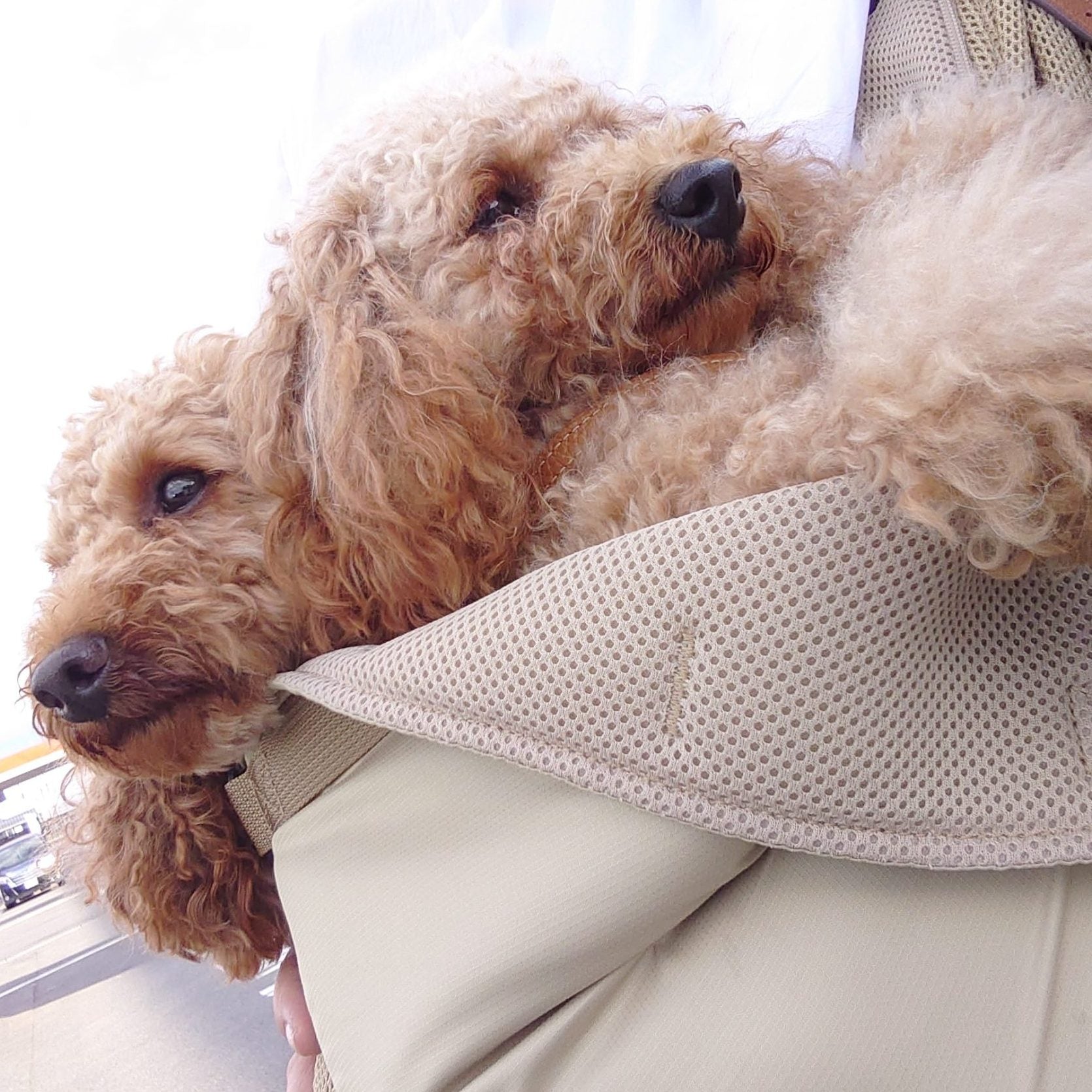 トイプードル2頭合わせて約10キロ