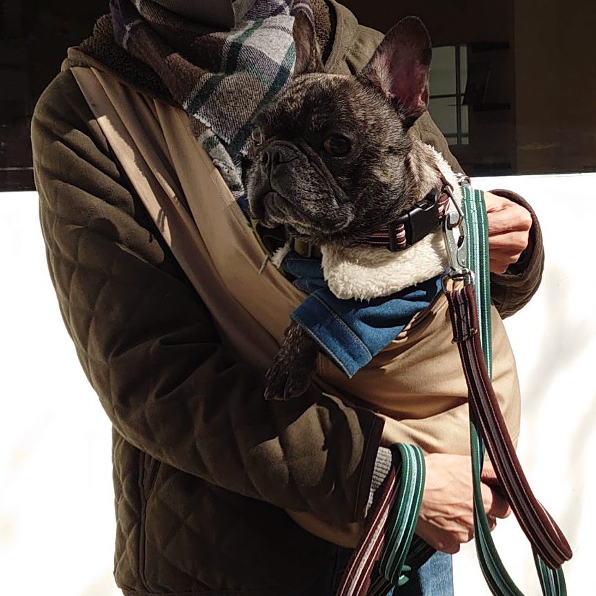 愛犬も心地良さそう