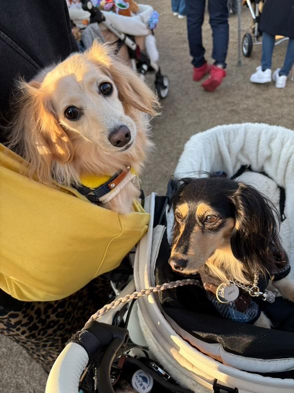 なんて楽なの!!