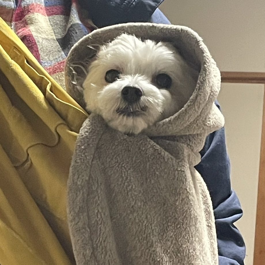 手に取るとワンコは大喜び