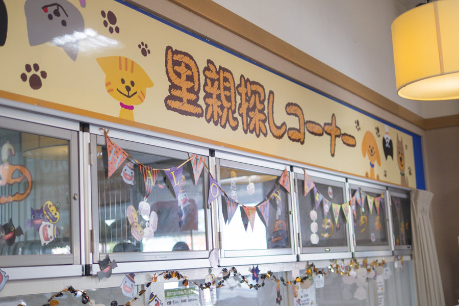 【保存版】保護犬を本当に家族にしたい方に教える、オススメの出会い方