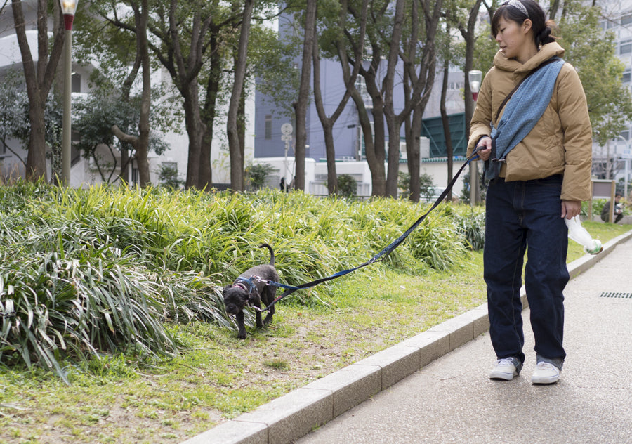 保護犬ツツさんは散歩が好き