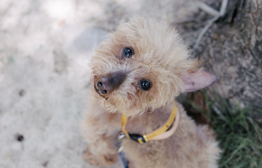 Vol.2 うちに保護犬ベッシュが仲間入り!!2ヶ月で毛が生えてきました |里親募集中