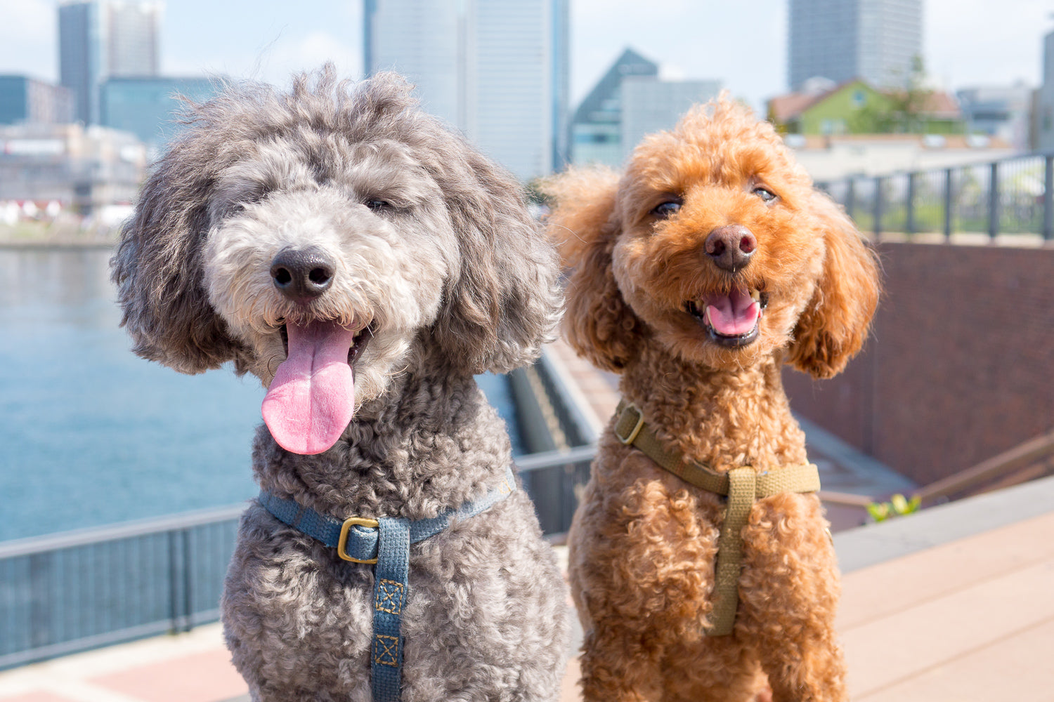 わんこ好き募集|4/14(土),15(日)代々木公園開催のイベントにて強力な助っ人募集します。