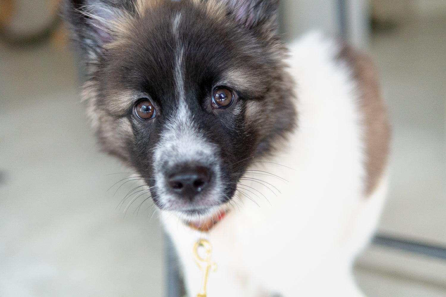 今の時代、DNA検査で保護犬(MIX)の成犬時の体重や犬種が分かるらしい