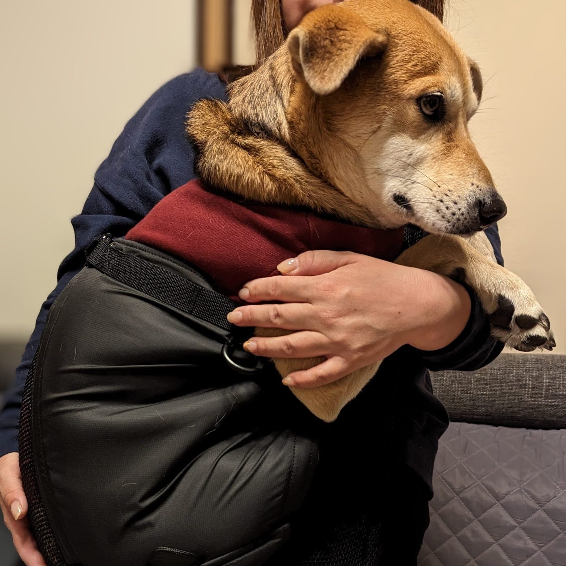 普通の抱っこも苦手な元保護犬