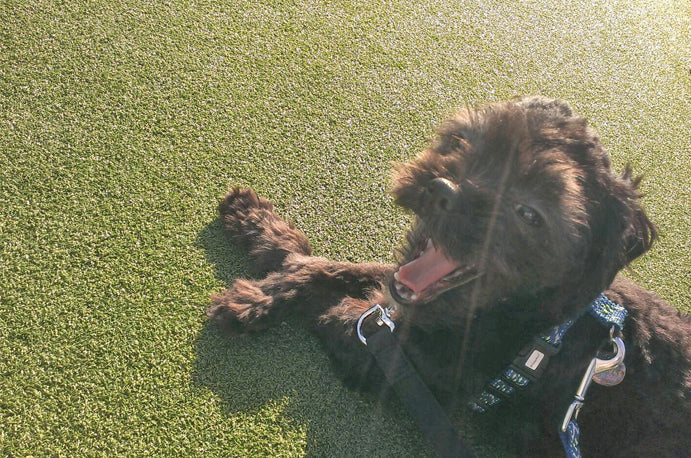 すっかり落ち着いたツツ