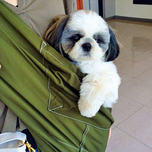 機嫌良くスリングに入って周りを見ています