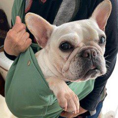 丈夫で安心感がある