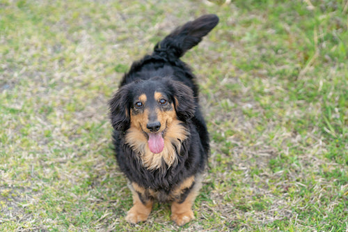 【報告】ついに、保護犬マロに家族ができerva/エルバを卒業しました!
