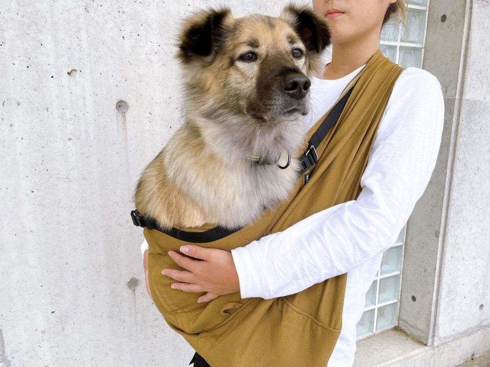 20kgの大型犬で神経質な愛犬を楽に抱っこするコツ。おすすめの抱っこ紐でドッグフェスも快適に。