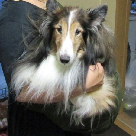 ドッグスリングでまったり