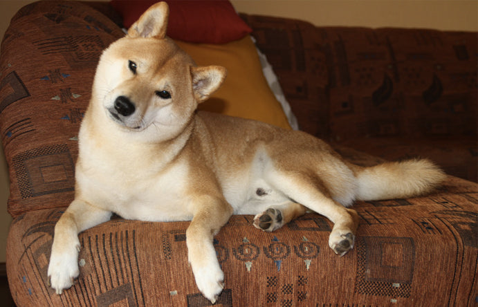 オオカミの遺伝子にもっとも近い犬。それはなんと、皆さんの身近にいた