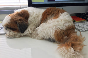 ワンコ好きなら一緒に働きたい!社員犬として働くワンコたち