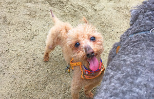 Vol. 1 プードルミックスの1.9kgの男の子。ボディービルダー目指して日々精進!|里親募集中