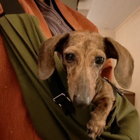 多少の身動きでは愛犬も目を覚さない