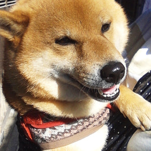 生地も厚地なのでしっかり包んでくれます