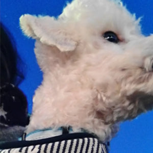 やっとこれだ!と思うものに出逢えました