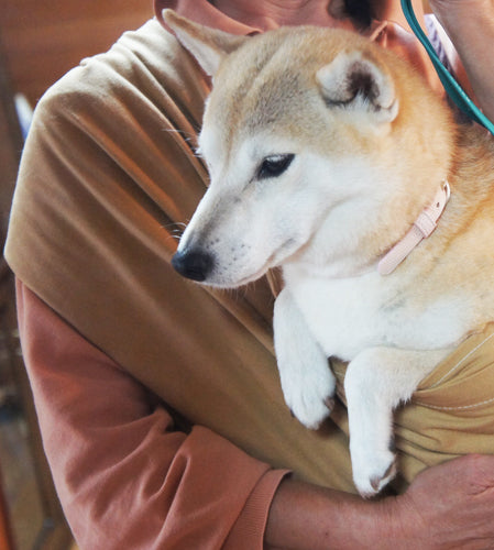 本犬は気に入ったようです